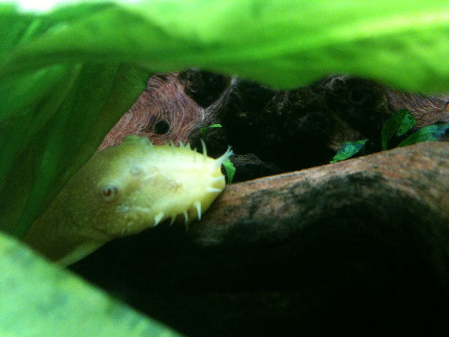 Albino Longfinned Bristlenose Pleco losing his long fins Aquarium Forum